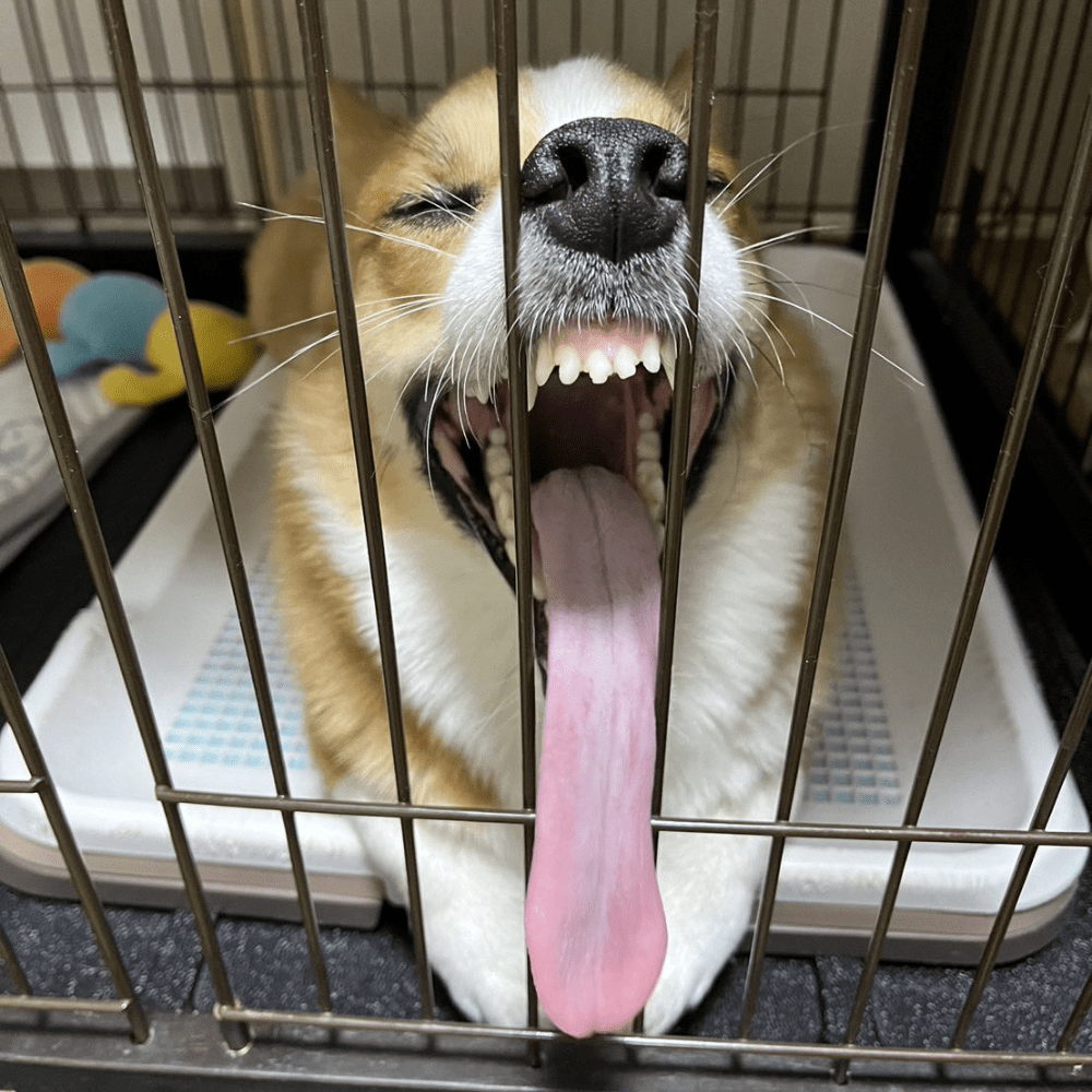 あくびをするメルちゃん（@charilepiyopiyoさんより提供）