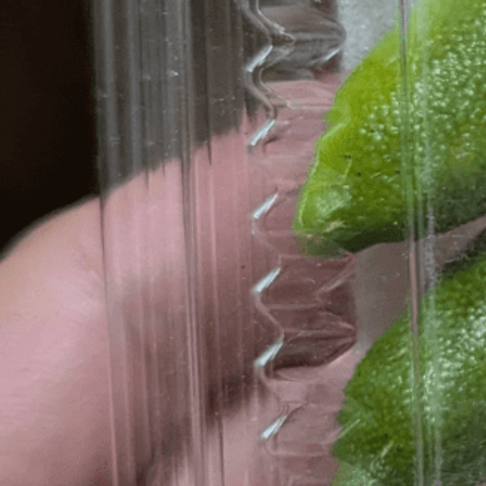 妻が買ってきた食材に…夫「使い道がわからない」その食材に…「食べてみたいやつだ」「そんな見かけんもんね」「美味い」