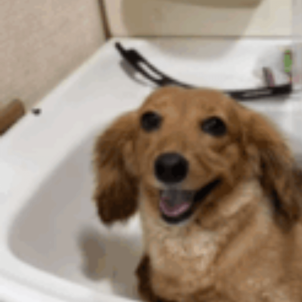 散歩後、愛犬の足を洗う飼い主　ふと、目を離した次の瞬間…！？衝撃の光景に「どうしますか？みたいな顔」「可愛いから許す」「催促してる」