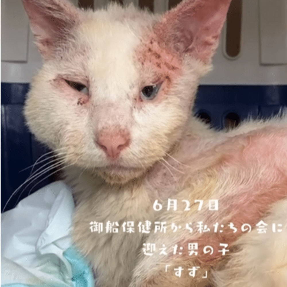 ボロボロで白血病も発症していた猫…。保護した後、現在の姿に…「胸が熱くなります」「幸せになって」　現在の様子を聞いた