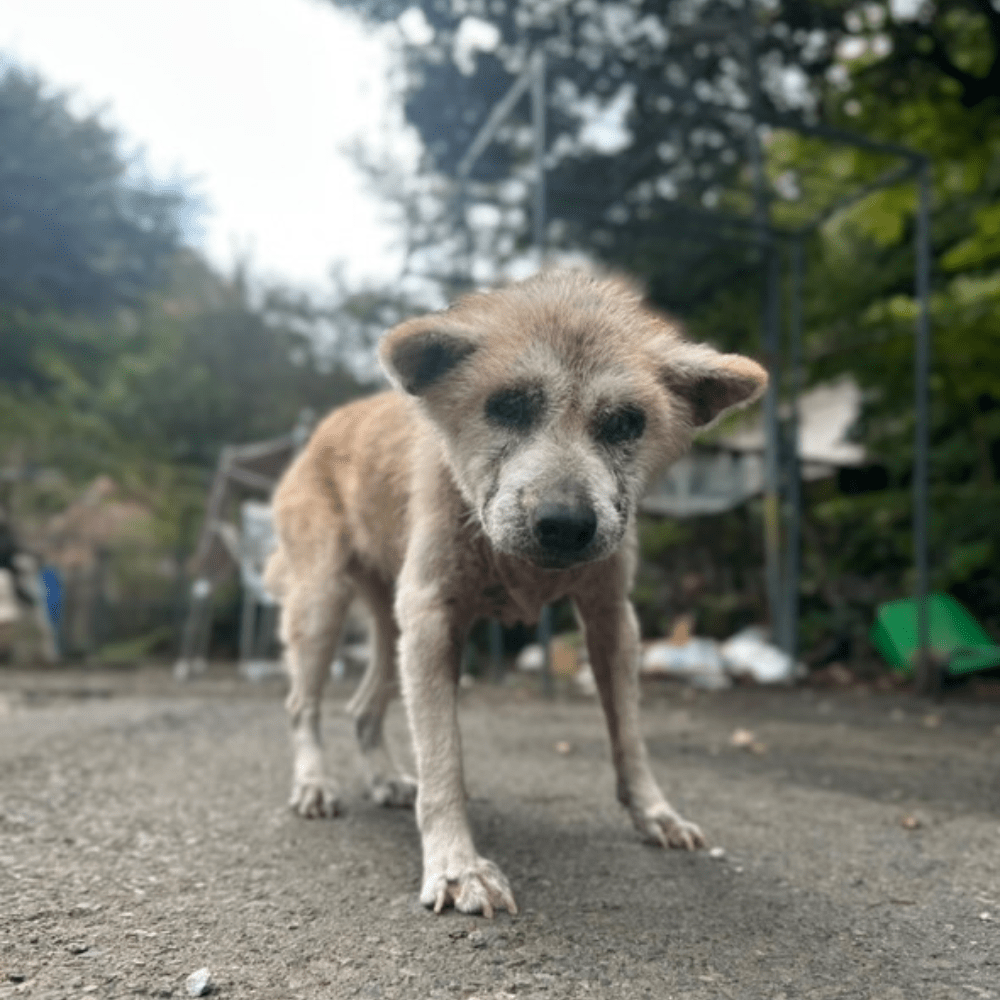 元気そうな様子を見せるゆうちゃん（＠teamoppo_comさんより提供）