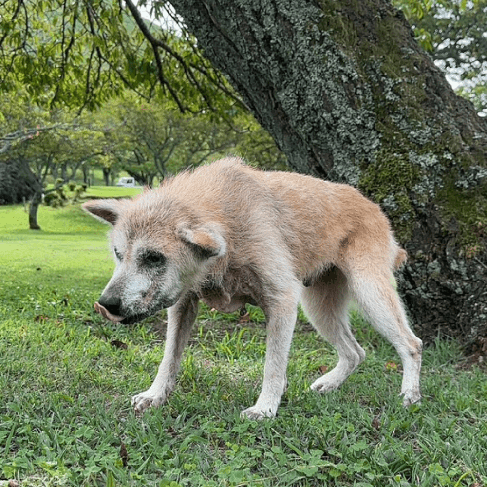 舌を出しているゆうちゃん（＠teamoppo_comさんより提供）