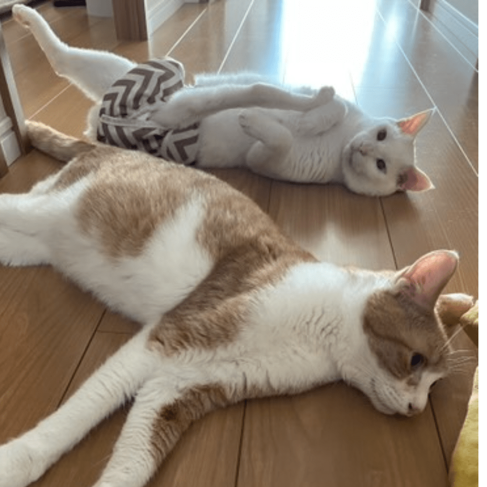 スズくんと先住猫①(@inu_neko_yamaboushinokiさんより提供)