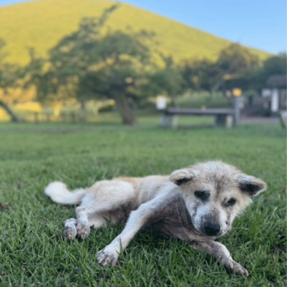 芝生に寝そべる様子（＠teamoppo_comさんより提供）