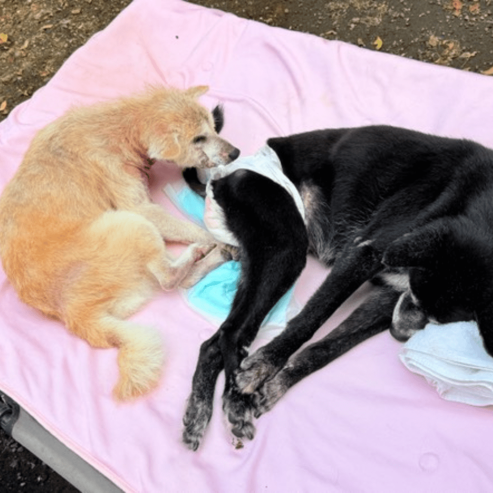 他の子と一緒に過ごすゆうちゃん（＠teamoppo_comさんより提供）