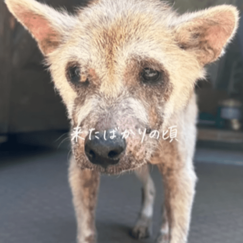 認知症の飼い主「覚えていない」置いていかれた犬　→保護した数ヶ月後の姿に「幸せな時間をたくさん感じて欲しい」「よく頑張ったね」「涙がとまりません」