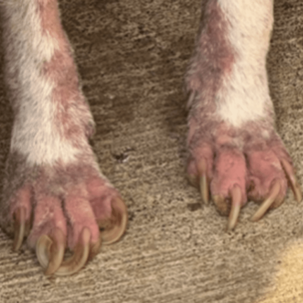 【実際の写真】保護された後の姿