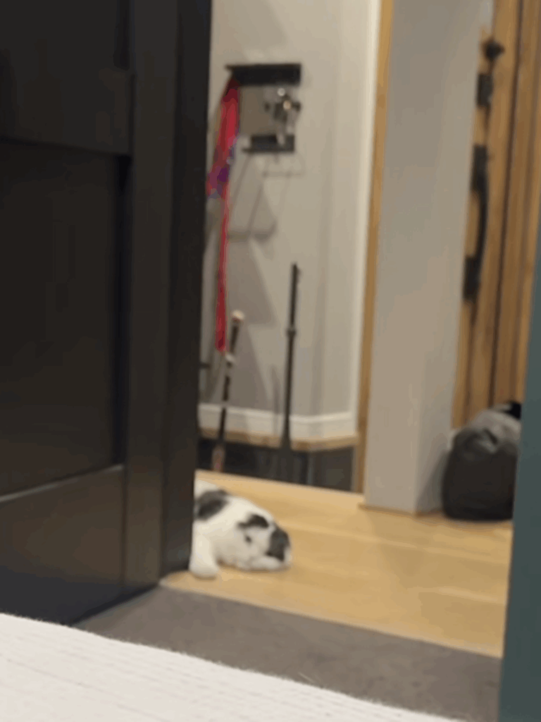 ベッドにいたら、何やら視線が…（＠oidon_catさんより提供）