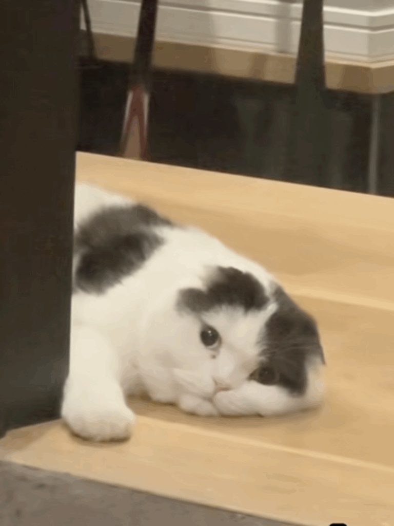 まるで監視されているみたい（＠oidon_catさんより提供）