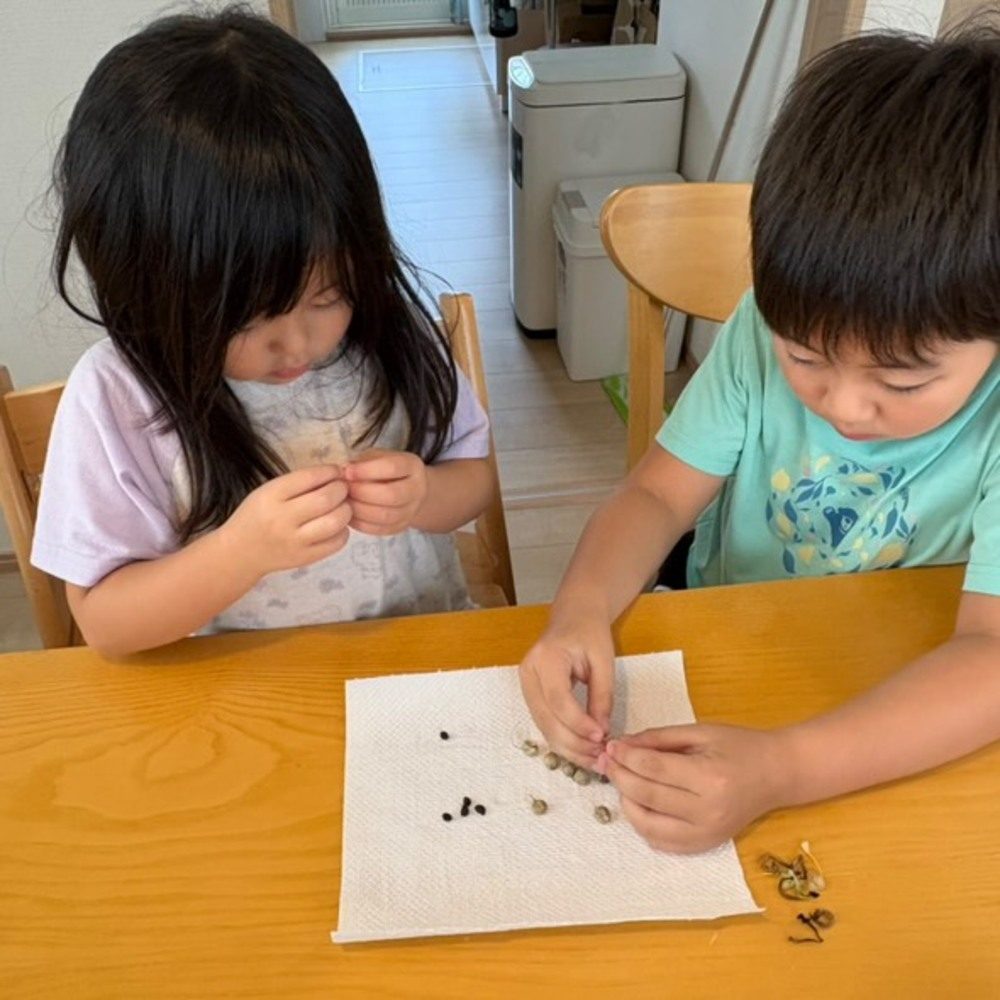 朝顔の種と兄弟
（＠leorioaogramさんより提供）