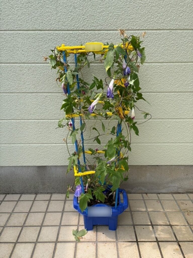 朝顔の花がいっぱい
（＠leorioaogramさんより提供）