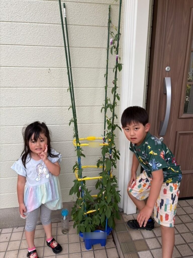 【実際の写真】50日後の朝顔の姿