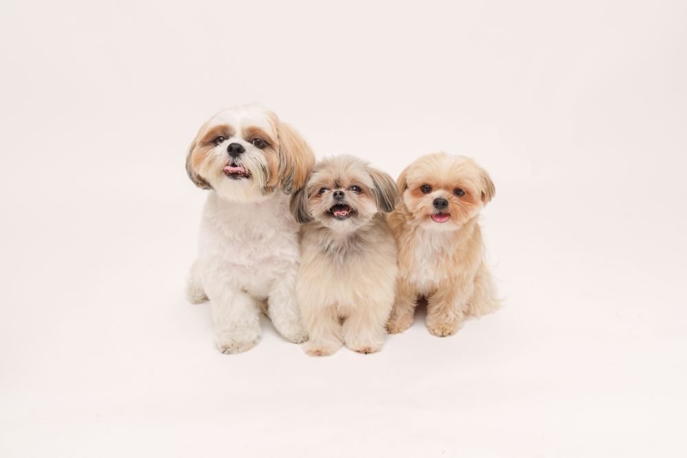 【実際の写真5枚】飼い主さんが見た光景