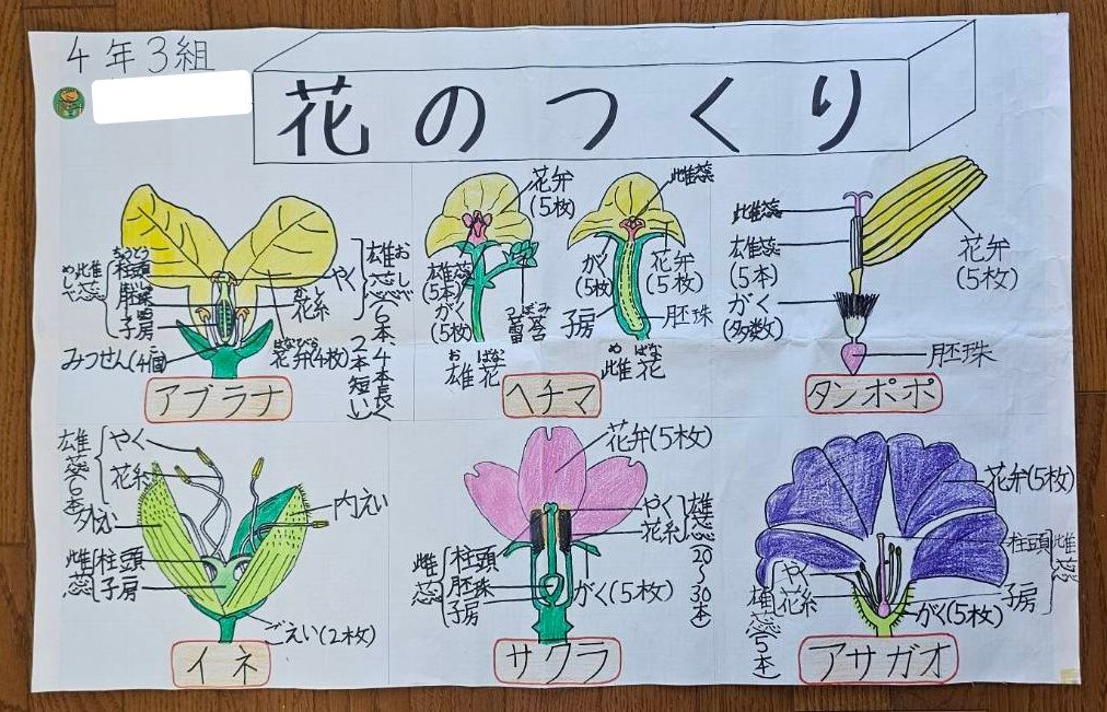 まるで図鑑のようなクオリティ！（@kiyomi_sansuさんより提供）