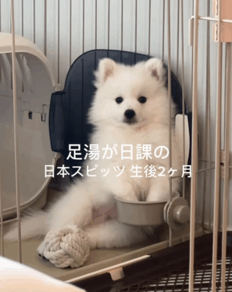 足湯を楽しむフィンくん
（＠spitz_finn.0410さんより提供）