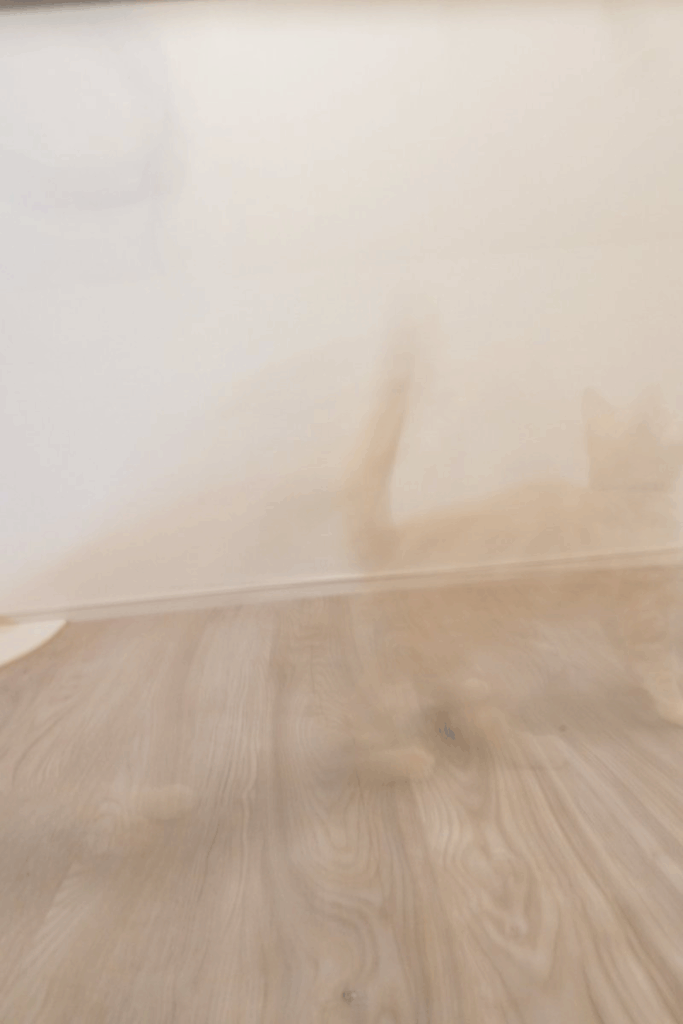 残像のように写っているミクくん（＠Pukuri_catさんより提供）