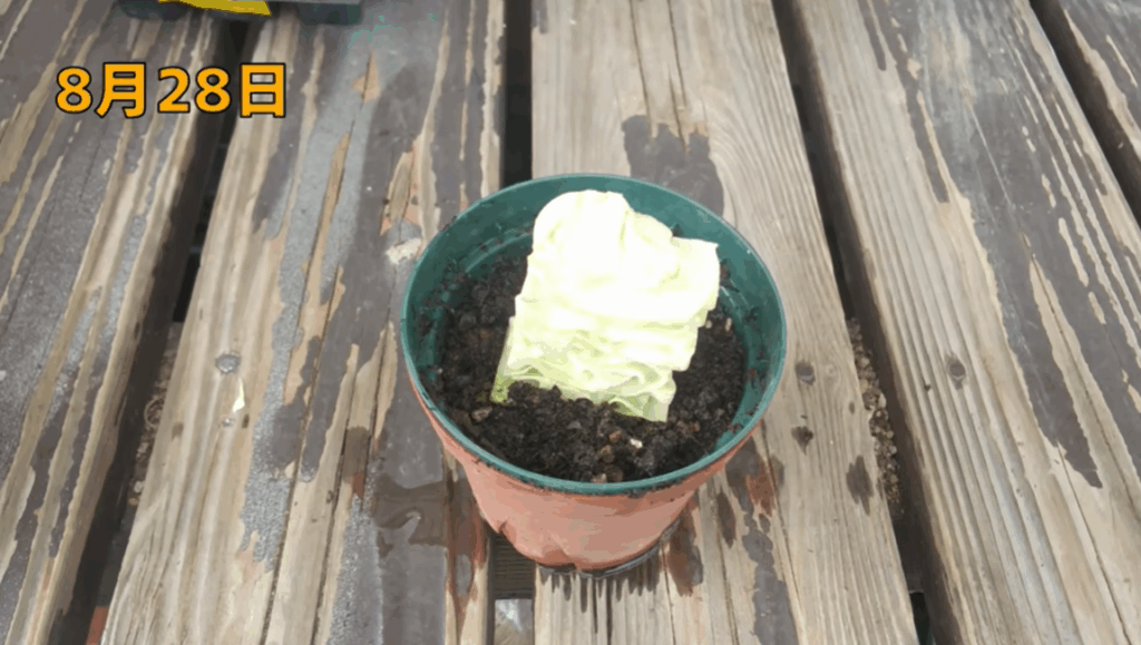 半玉キャベツの芯を植えたところ（＠noringoさんより提供）