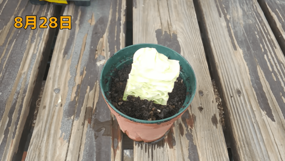 スーパーで売られていた半玉キャベツの芯。　→土に植えた結果…158日後の姿に「農家の方々の偉大さを感じます」「キャベツが幸せそう」「凄い手間かかってる」