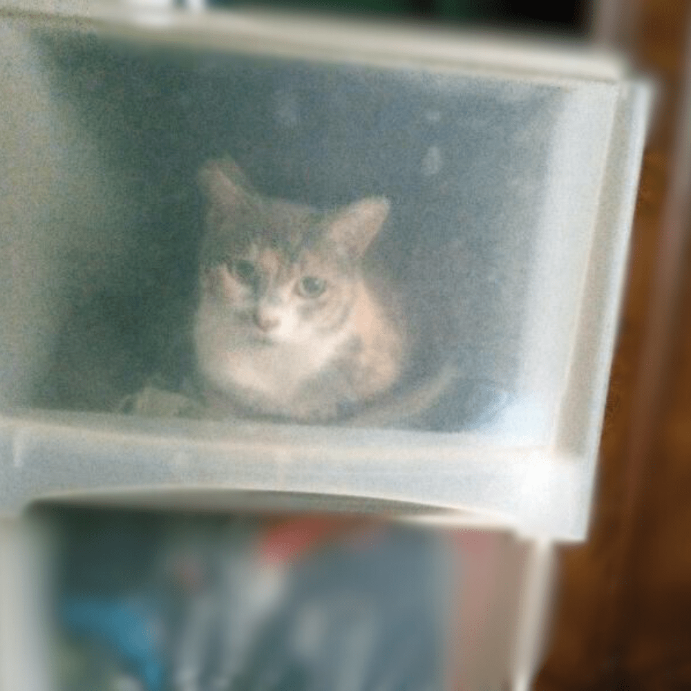 収納ボックスでくつろぐケブちゃん（＠littlelight_candleさんより提供）