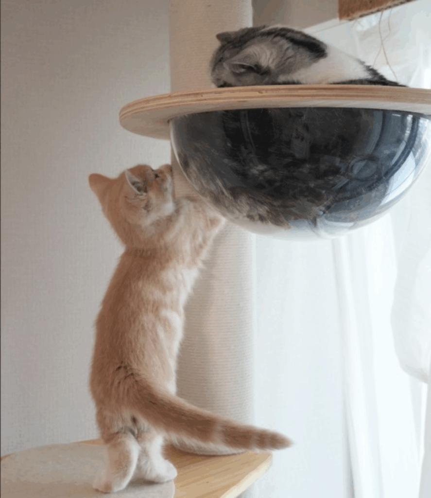 その他のミクくんの写真①（＠Pukuri_catさんより提供）