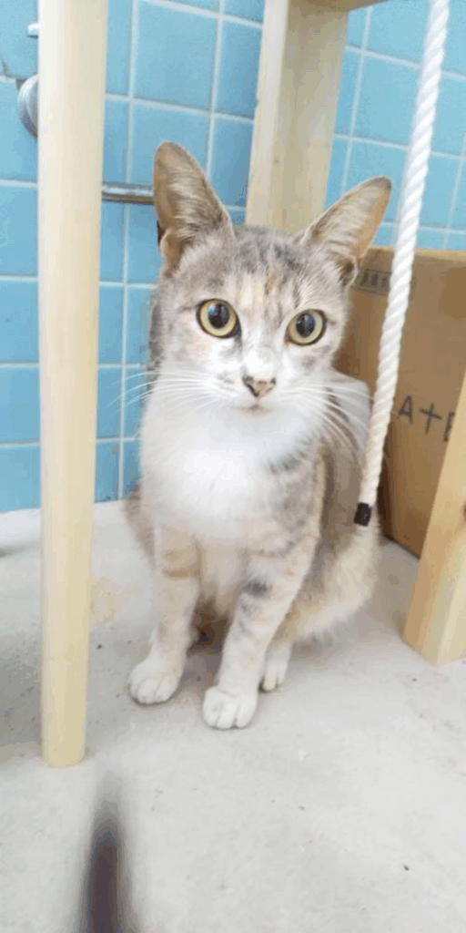 その他のケブちゃんの写真（＠littlelight_candleさんより提供）