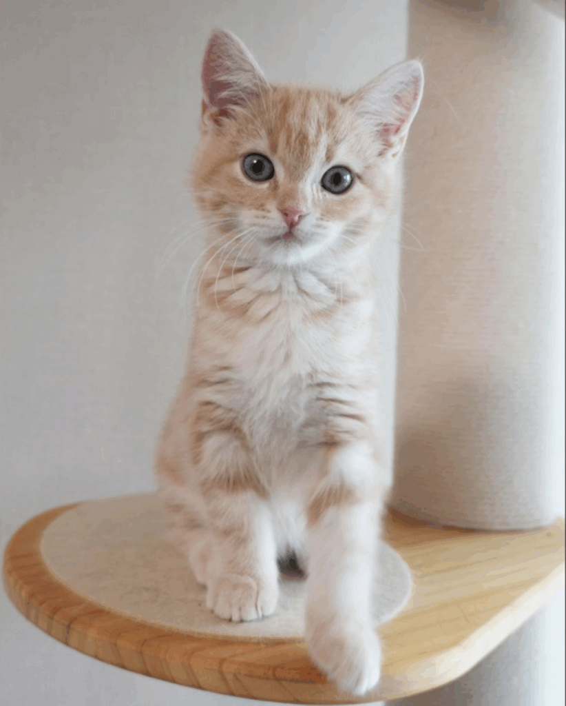 【実際の写真5枚】　飼い主さんが見た光景