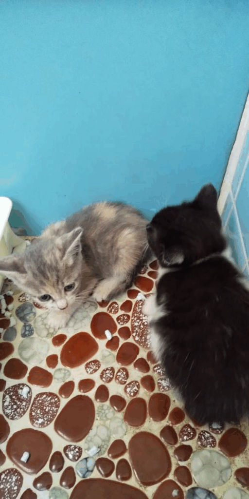 【実際の写真3枚】　投稿者さんが見た光景