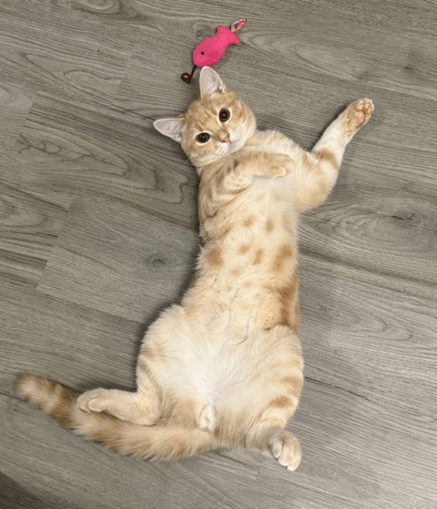 その他のミクくんの写真③（＠Pukuri_catさんより提供）