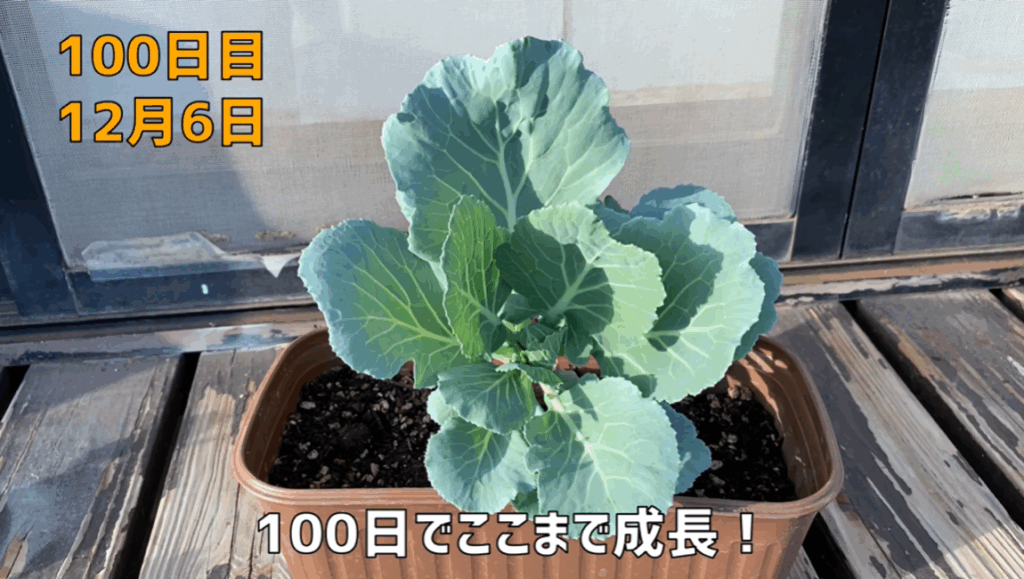 100日目の様子（＠noringoさんより提供）