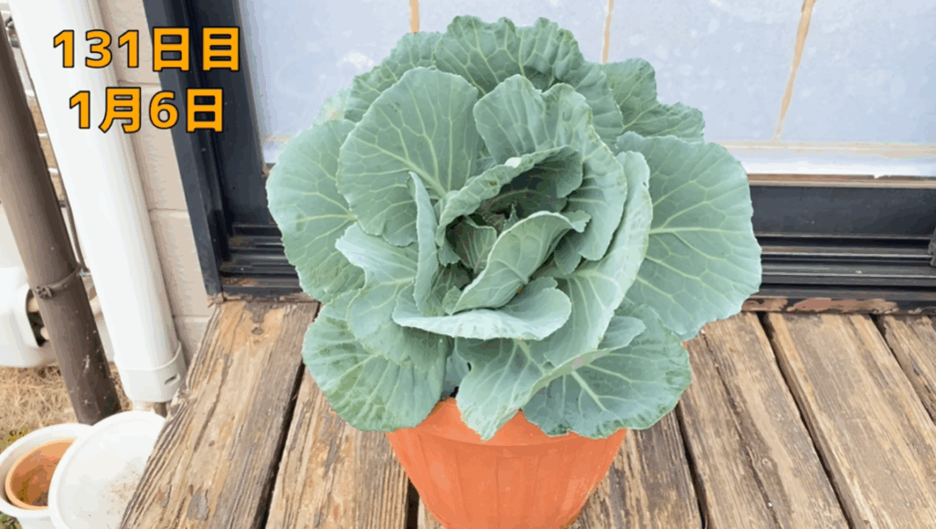 131日目の様子（＠noringoさんより提供）