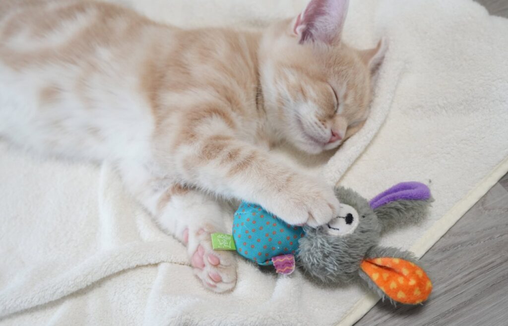 その他のミクくんの写真④（＠Pukuri_catさんより提供）