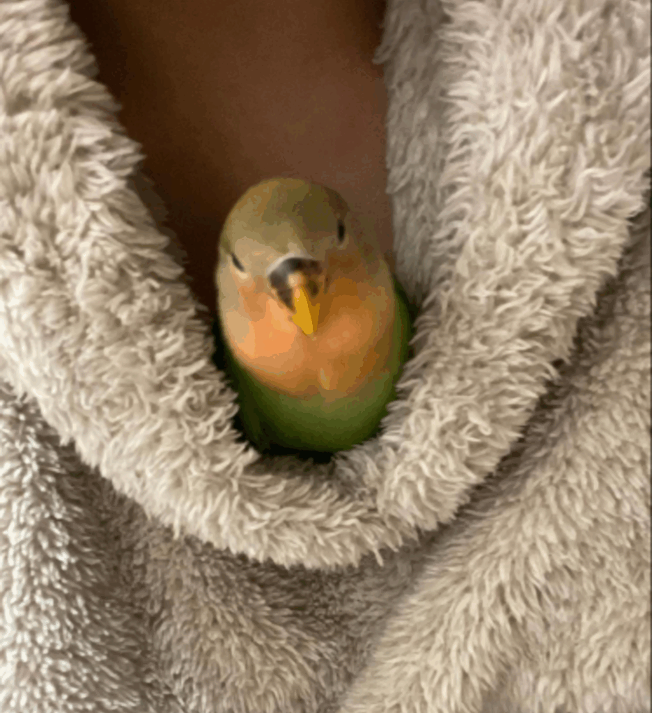 その他のさくらちゃんの写真①（＠risan0339さんより提供）