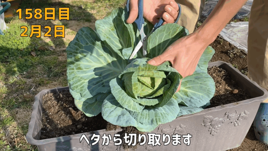 158日目に収穫（＠noringoさんより提供）