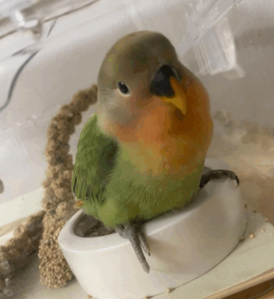 その他のさくらちゃんの写真②（＠risan0339さんより提供）