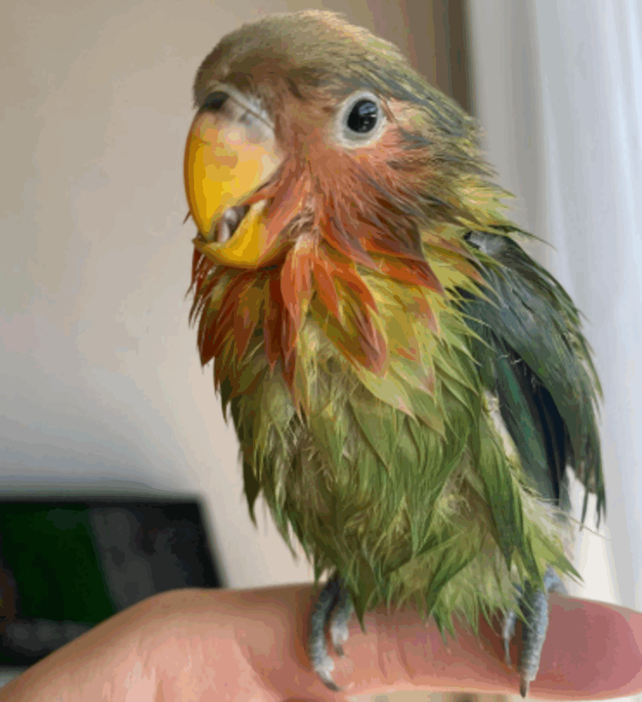 その他のさくらちゃんの写真③（＠risan0339さんより提供）