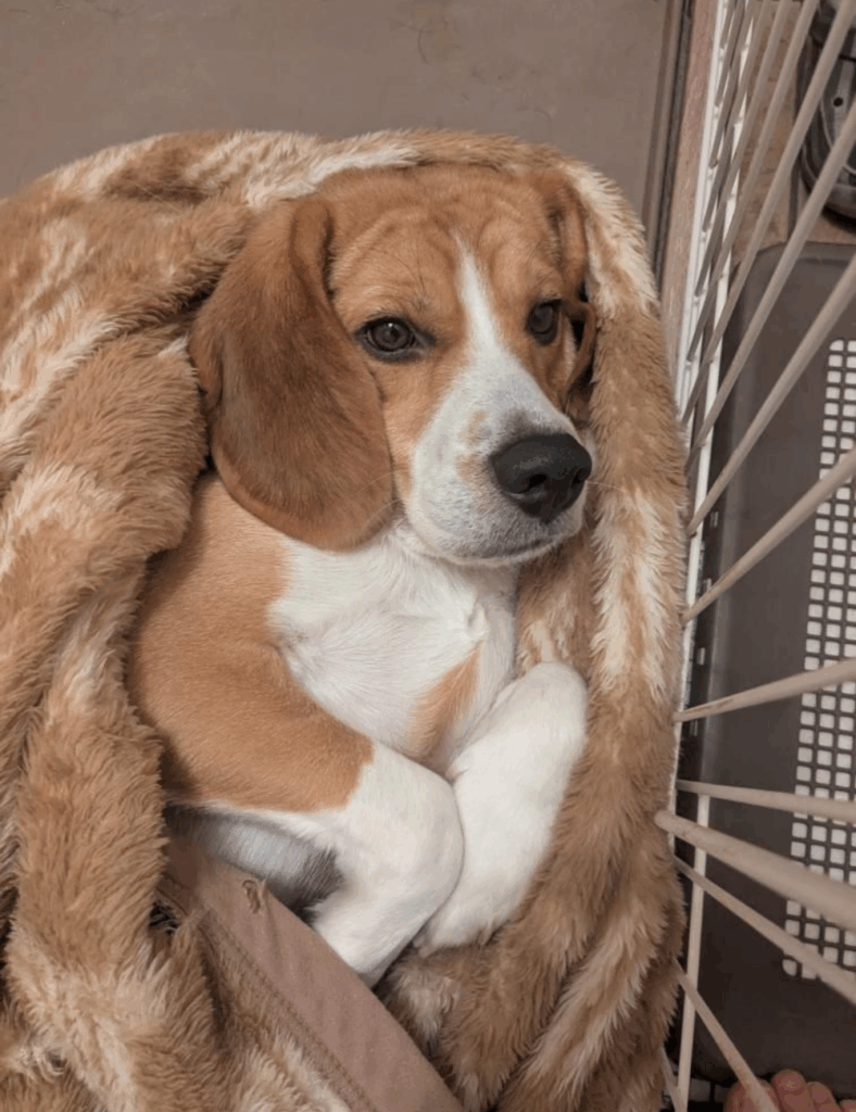 安心し切った表情をしています（@aori_fishingさんより提供）