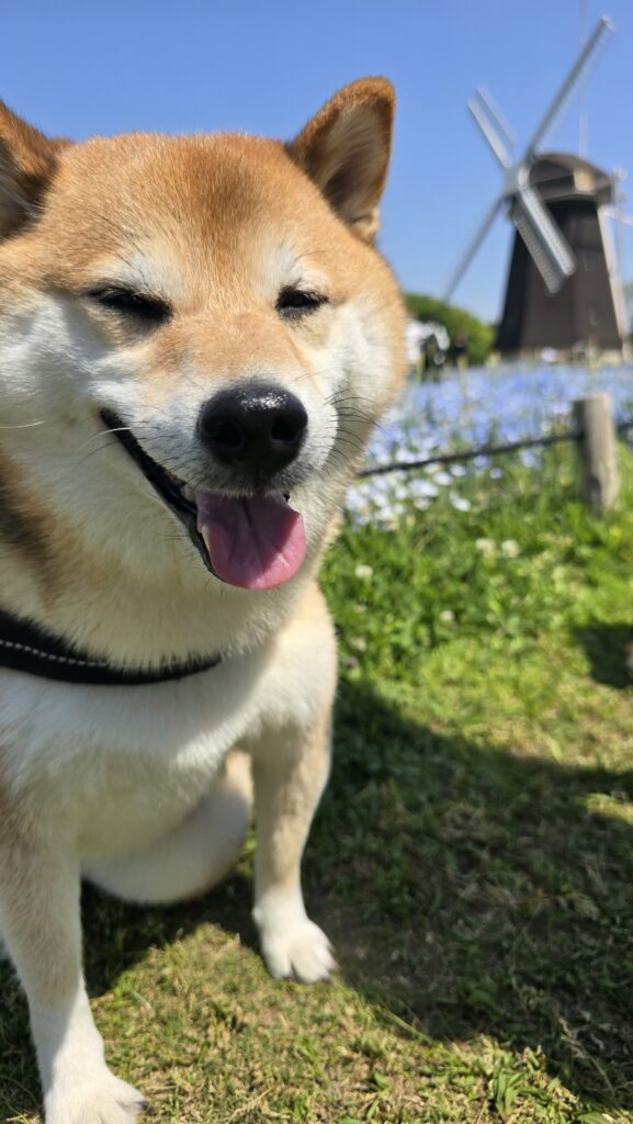 ニコニコ笑顔のさくらちゃん（＠06sakura03さんより提供）