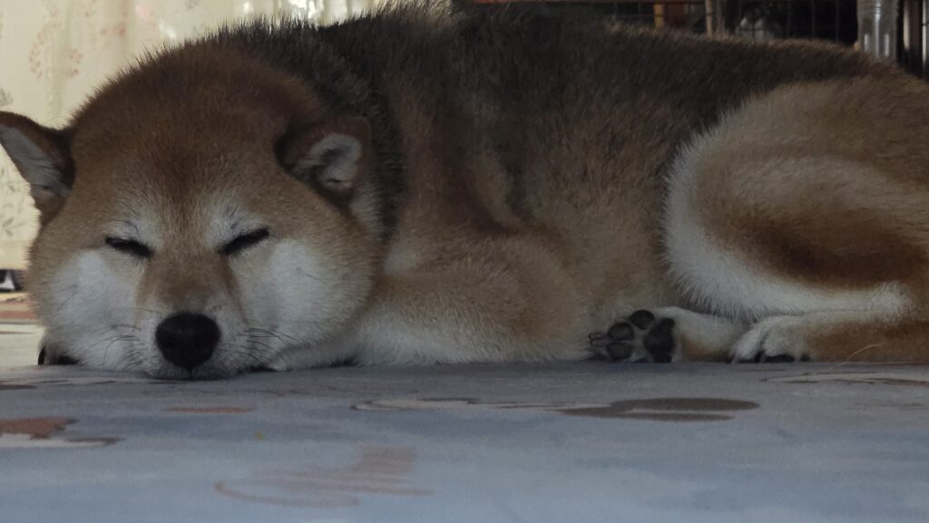 ぐっすり眠るさくらちゃん（＠06sakura03さんより提供）