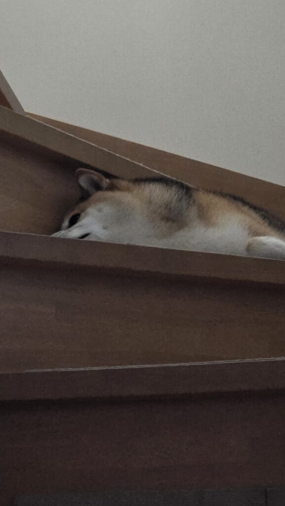 階段がお気に入り（＠06sakura03さんより提供）