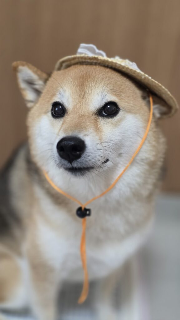 【実際の写真】喜びを表現するワンちゃん