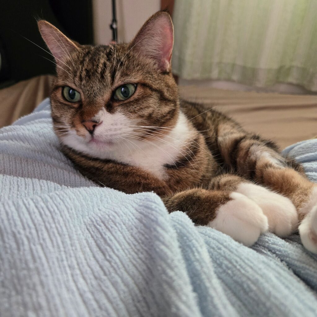 普段のネコちゃん①（＠chacha.ma.maさんより提供）