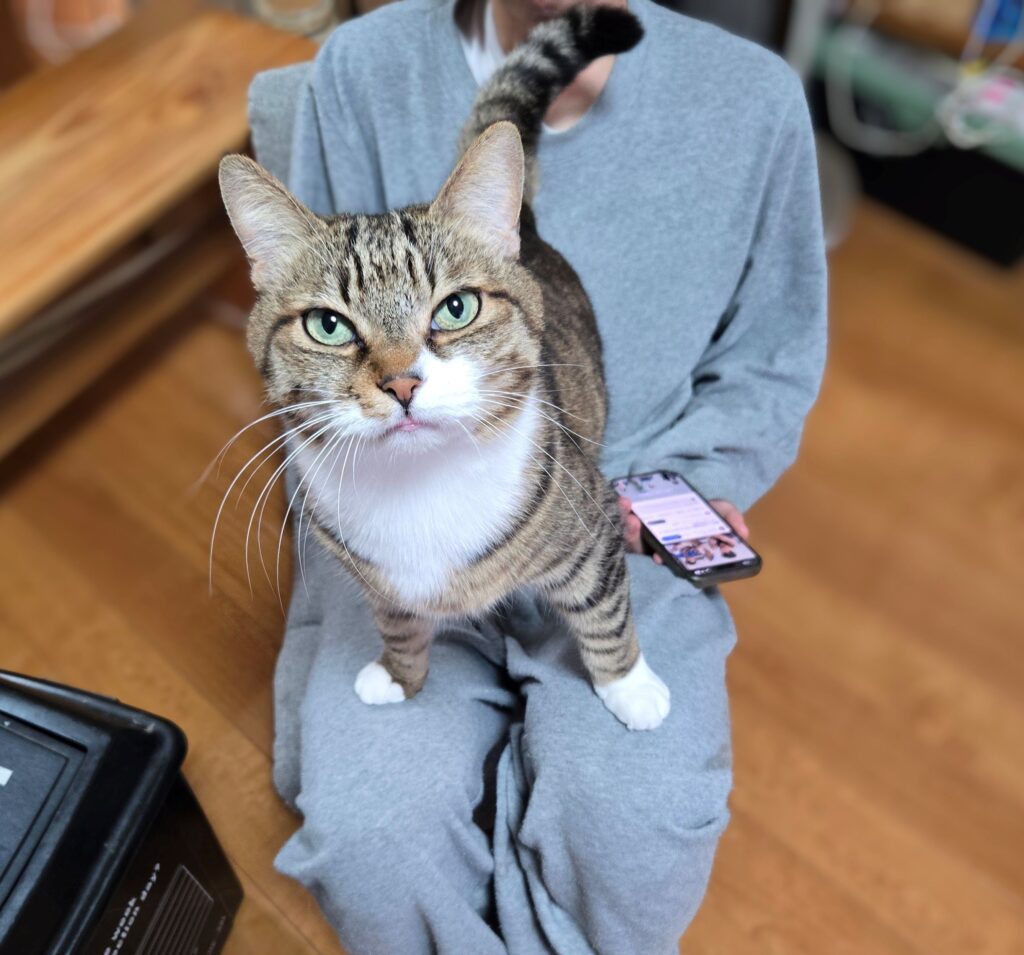 普段のネコちゃん②（＠chacha.ma.maさんより提供）