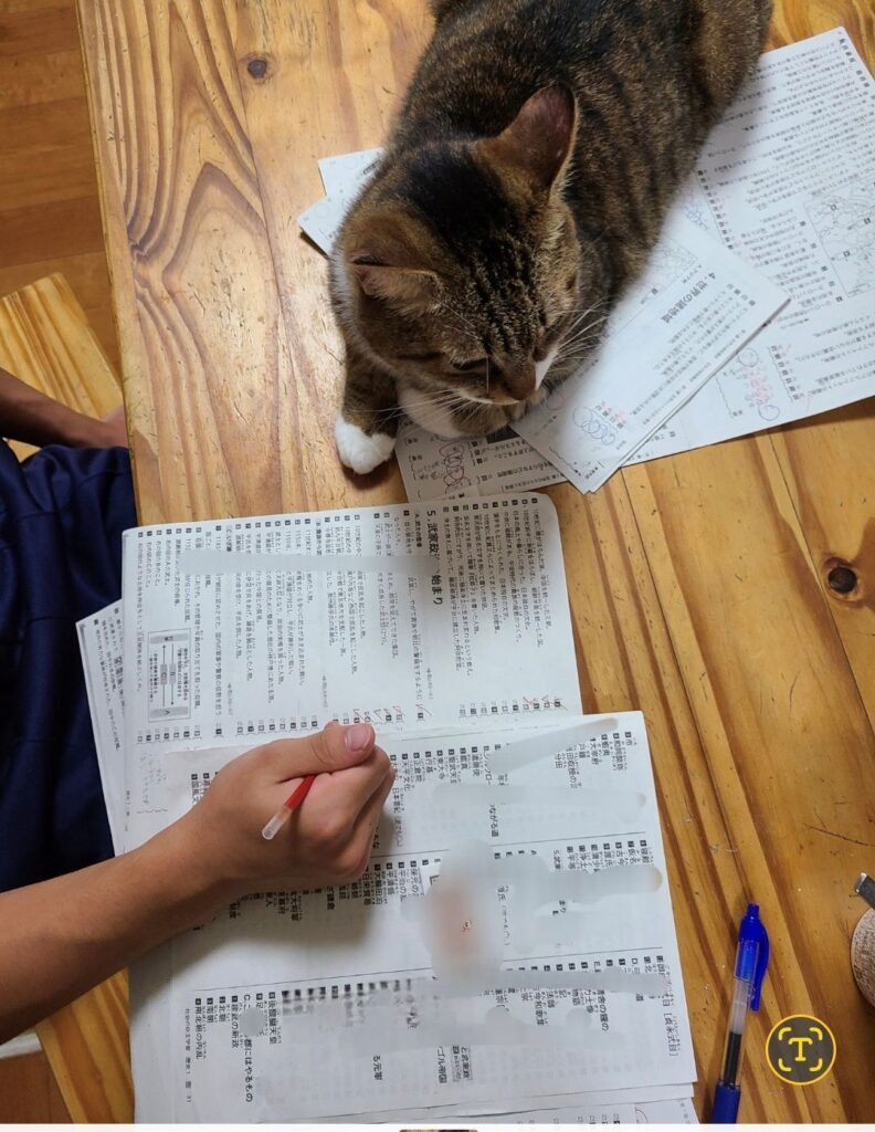 勉強の邪魔をするネコちゃん②（＠chacha.ma.maさんより提供）