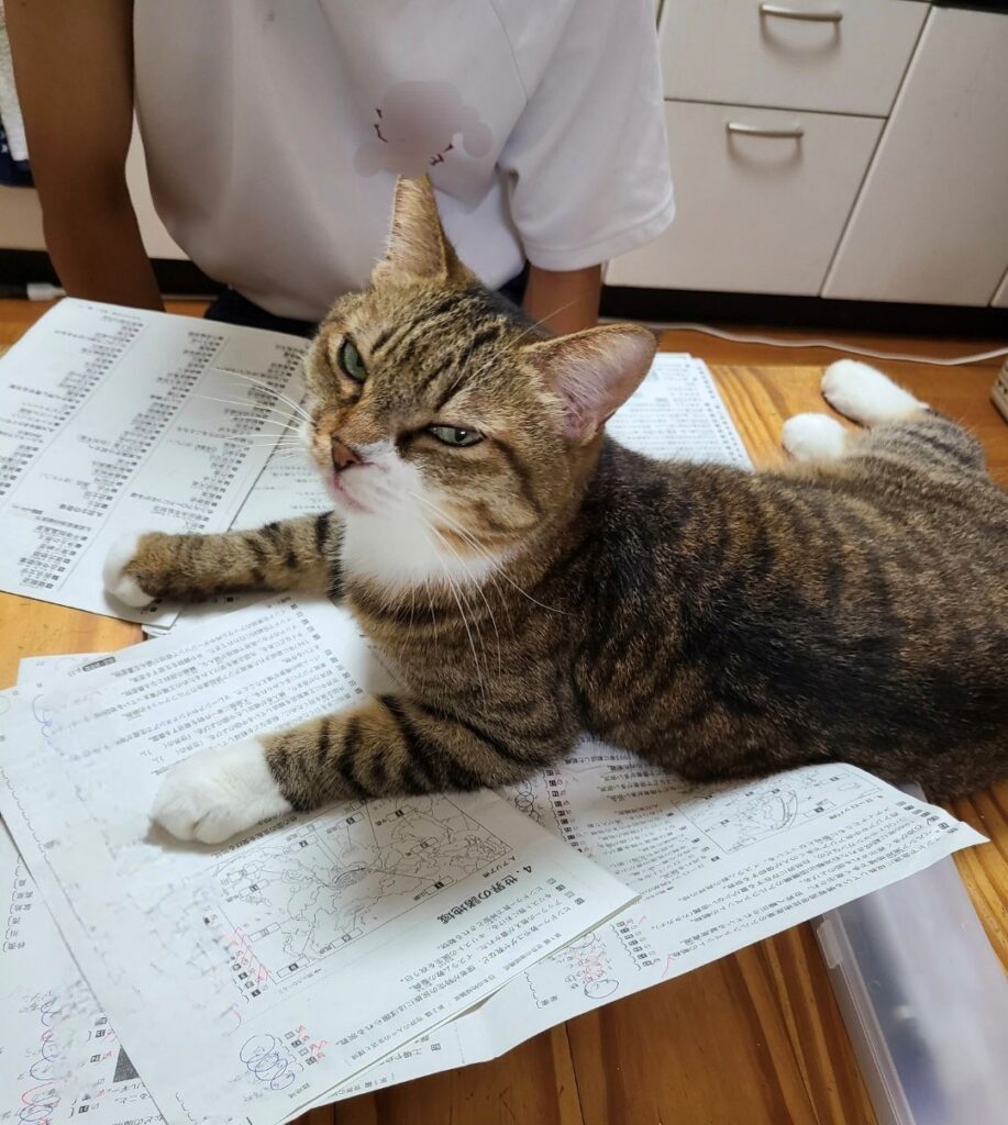 勉強の邪魔をするネコちゃん①（＠chacha.ma.maさんより提供）