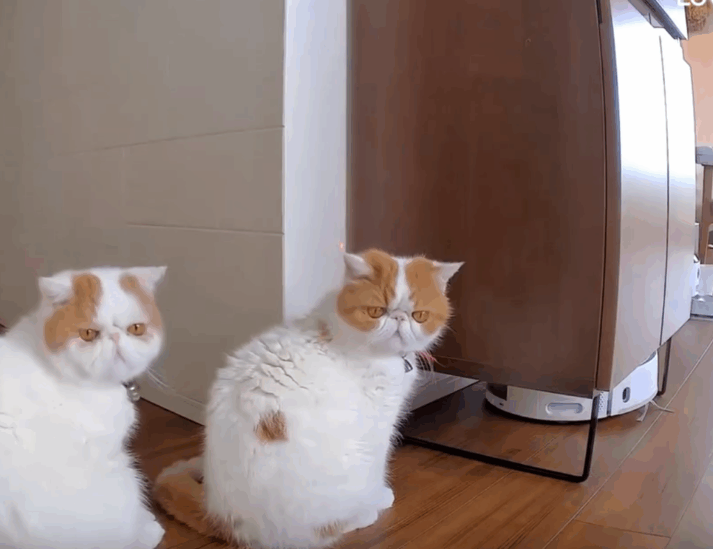 お掃除ロボを見守る猫ちゃんたち①（@ekizonokinakoさんより提供）