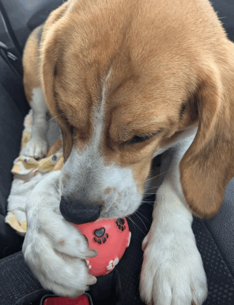 ヤンチャな一面も！（@aori_fishingさんより提供）