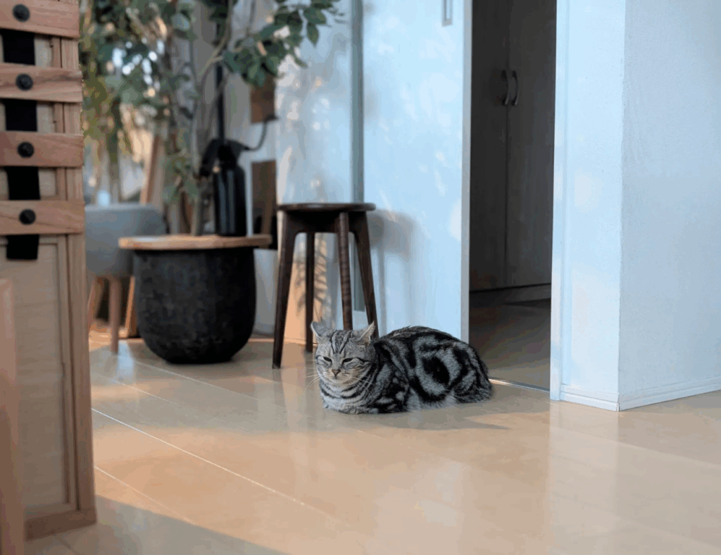 ドア閉めどうぞ（@ayamame_plantsさんより提供）