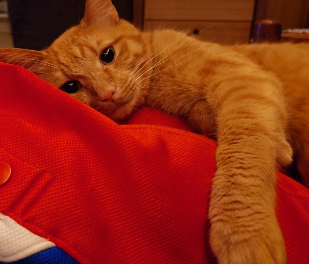 驚きの行動をする猫ちゃん