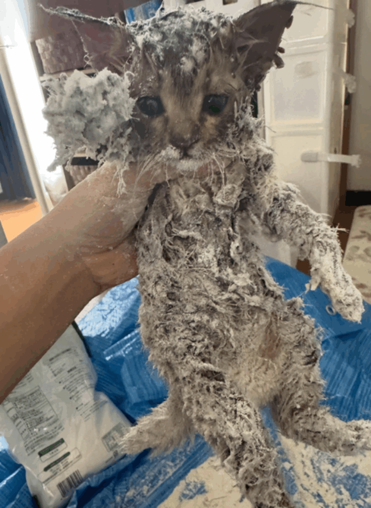 小麦粉やベビーオイルで落としますが…（@i.nozomi__00さんより提供）