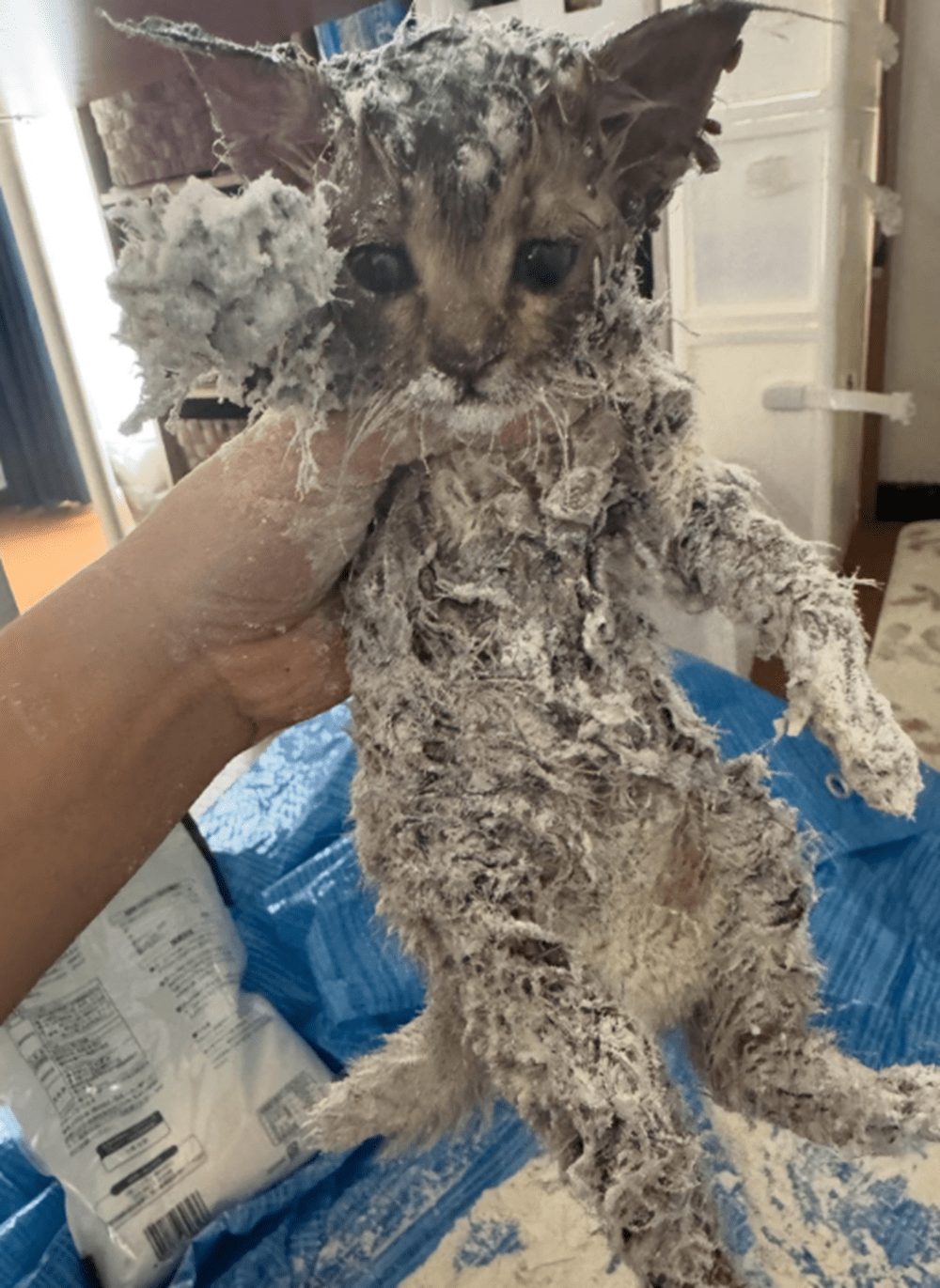 体中ベタベタで、公園に捨てられていた子猫　保護された現在の姿に「胸がエグられます…」「幸せだね」「助けてもらえてよかった」